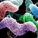10.1371_journal.pbio.0030040.g001-M.jpg