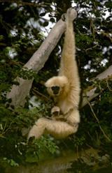 bye_bye_gibbon.jpg