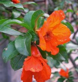 JDM080604pomegranate.jpg