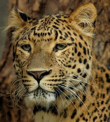 Northern Chinese Leopard s.jpg