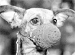 dog_mask.gif
