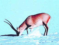 tibetan_antelope.gif