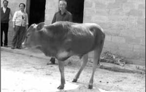 3leggedcow.jpg