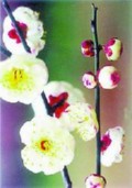 JDM050722meihua.jpg
