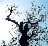 JDM070313tree.jpg