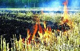 Burning field JDM070620burning.jpg