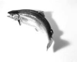 Fish JDM070809fish.jpg