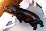 cloned_pig.jpg
