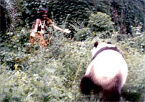 hair-child-and-panda.jpg