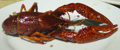 lobster_single0608.jpg