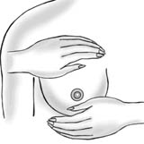 massage_breast_milk_pig.jpg