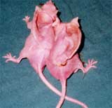 mouse_ear.jpg