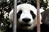 panda_porn.jpg