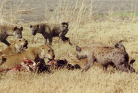 lions-hyena1.jpg